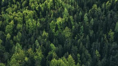 Trek Trägershort Trek Solstice Bib XL Black Produktbild 19