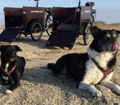 Hunde Lastenräder